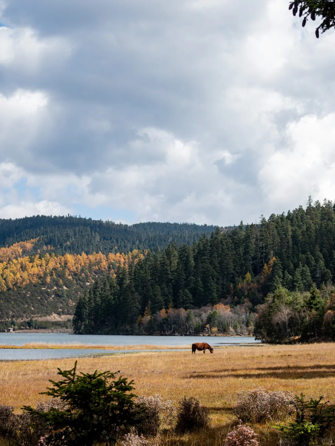 香格里拉11-12月天气及穿衣保姆级攻略_3_茸洽Glamping温泉帐篷酒店_云南-香格里拉-来自52tours 我爱旅游网